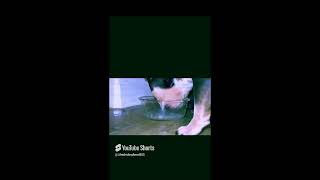 #funnyfrenchie, #frenchbulldogs, #shortsyoutube  Funny Dogs Eating ice