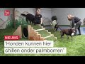 Eerste all inclusive indoor speelhal voor honden | Omroep Flevoland