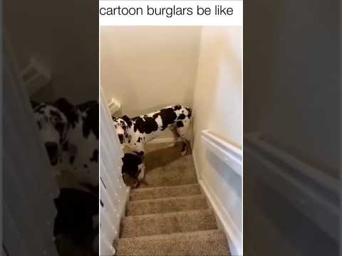 #funny #dogs #pet #dogscats#dogshorts #dog#doglover#doglife