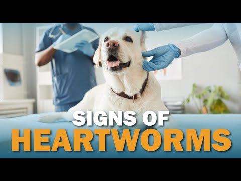 Signs Your Dog May Have Heartworms | Talkin' Dogs