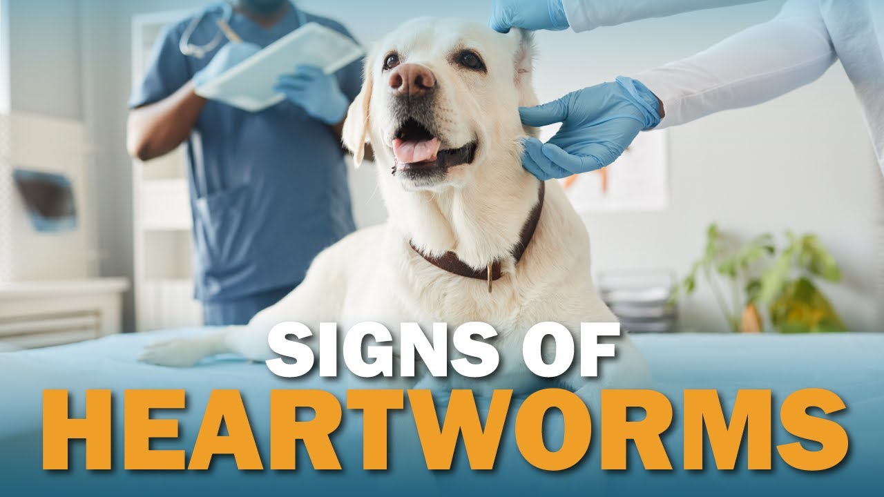 How to detect heartworm in dogs? Tipseri