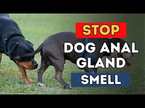 download lagu mp3 mp4 Female Dog Smells Like Fish, download lagu Female Dog Smells Like Fish gratis, unduh video klip Female Dog Smells Like Fish