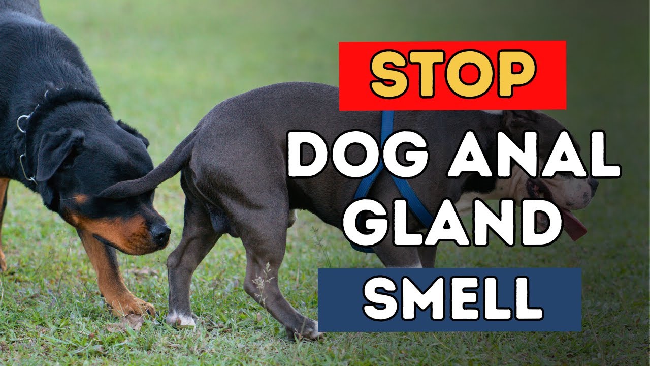 Home Remedies For Dog Anal Gland Smell