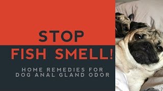 Home Remedies For Dog Anal Gland Smell