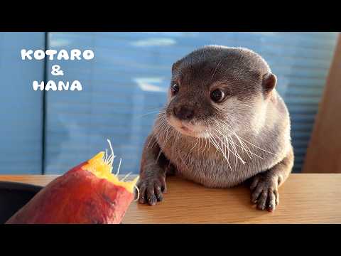 なんとも不思議でかわいい生き物。カワウソハナの日常　Hana the Otter’s Cute But DELINQUENT Personality