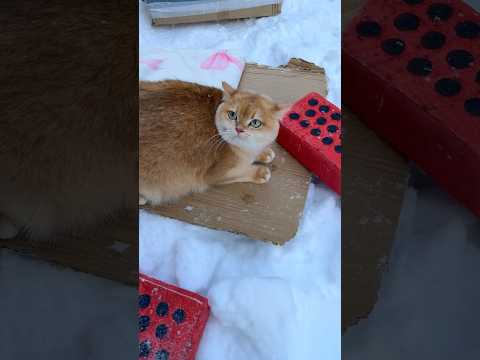 Be kind to stray animals😸 #cat #cats