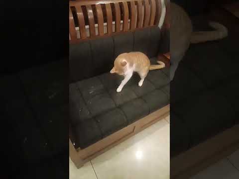 fight  with Anvi👧&kuttimma🐱💗