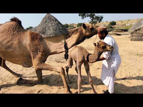 Just an hour old baby camel standing up to drink milk || Camels Shorts