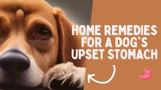 Home Remedies For A Dog
