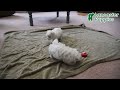 Maltese dogs for sale: Angel EXTRA SMALL - Video 1