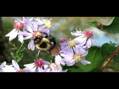 The beautiful landscape of Nahla brings together the nectar of flowers