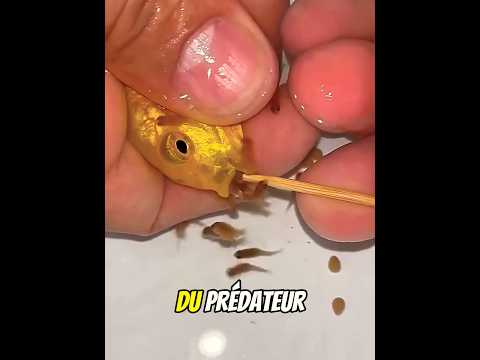 Cette Mère Poisson A SAUVÉ Ses Bébés