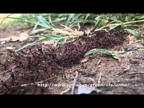 サスライアリの行進 African Army ant