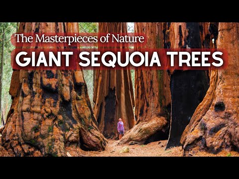 The Ancient Story of Giant Sequoia Trees | The World's Largest Trees - Natural Wonders 4