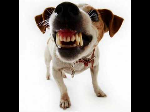 CAMINANDO A 20 - PERROZLOKOS