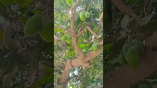 Download lagu #hijab #love #live #mango #hafizsaqibwrites #lovesong #fruit mp3