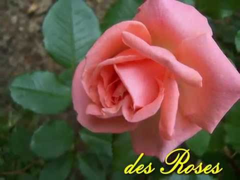 download lagu mp3 mp4 La Valse Des Roses, download lagu La Valse Des Roses gratis, unduh video klip La Valse Des Roses