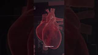 Download lagu Surah Al-Raad | Ayah 28 | Athkar & the remembrance of Allah | Young Qari Anas Hijjee #quran #athkar mp3