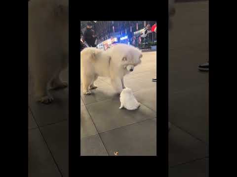 The Most Hilariously Cute Dog#funnydogs#cute#doglover#FunnyCuteDog#AdorablePuppy#FunnyCuteDog