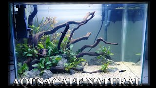 Aquascape Natural