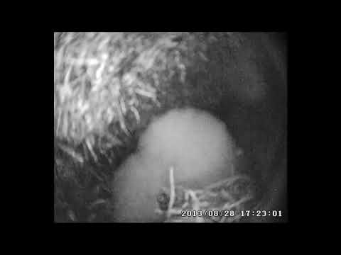 White-chinned petrel kills 30 day old great-winged petrel chick