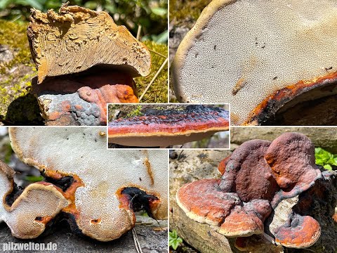 Pilzportrait - Rotrandiger Baumschwamm, Fichtenporling, Fomitopsis pinicola