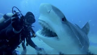 SCARY SHARK ATTACKS captured by GoPros compilation Vol.1