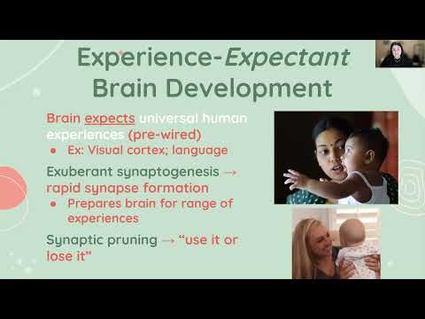 Experience Expectant Plasticity