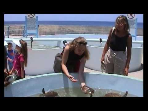 Histoires d'îles - Iles Caymans