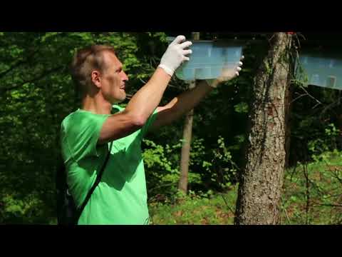 AUF ZUM BORKENKÄFERHALALI Tipps zum Aufstellen von Pheromonfallen.