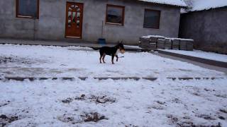 preview picture of video 'Ekhestratos Sunflowr Power Kia /Eco/-Mini Bull Terrier male'