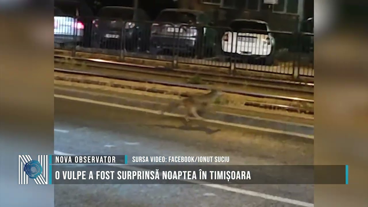 O vulpe a fost surprinsă noaptea în Timișoara
