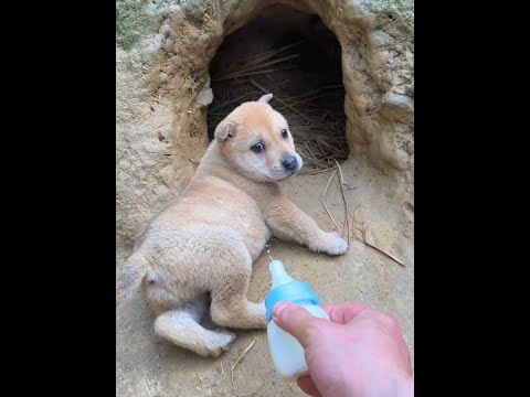 Face-changing, it’s a really fast-breasted, ferocious little milk dog, a pastoral dog, a puppy