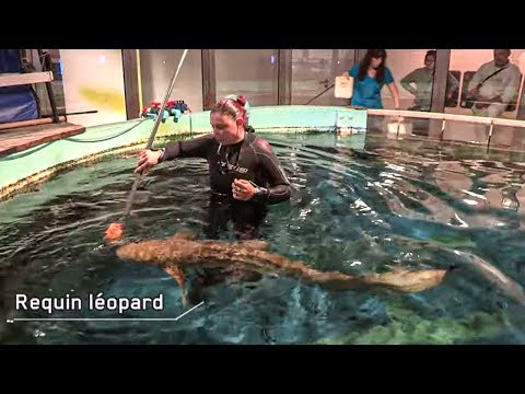 Le nouveau filon des parcs aquatiques spécial requins
