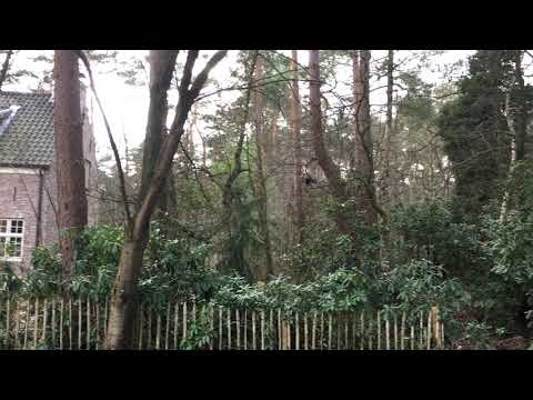 19/02/690 - Schilde - Vraagheide 7