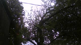 Download lagu Tor Monitor Ketua | Lagu Timur Viral 2025 mp3