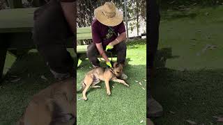 Video preview image #1 German Shepherd Dog Puppy For Sale in Pasadena, CA, USA