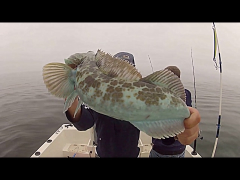 download lagu mp3 mp4 Blue Ling, download lagu Blue Ling gratis, unduh video klip Blue Ling