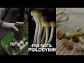 Five Facts: Psilocybin mushrooms Five Facts: Psilocybin mushrooms
