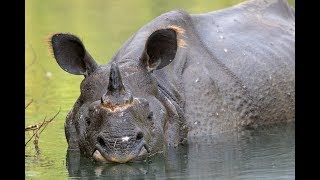 Who shares rhino habitat?
