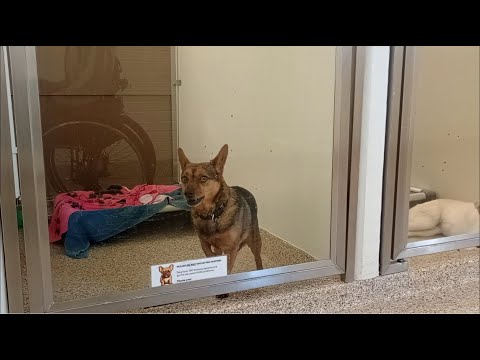 Johnny 5y A759683 kennel 88B Small doggies PACC shelter he's kinda vocal, maybe need doggie walk 515