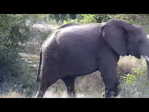 Djuma: Elephants had a quick drink at the dam - 07:43 - 05/20/2022