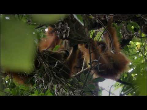 The Orangutan - part two