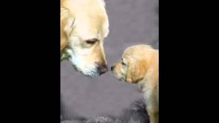 Love Theme: Romeo & Juliet