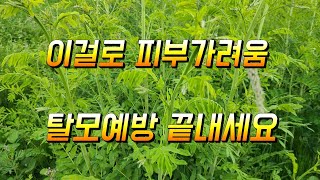 피부가려움 피부질환 지루성피부염 탈모예방 최고 산이나 들에서 이걸 만나면 꼭 채취해 오세요