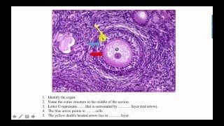 Revision of Female Genital System Data Show Histology 2016
