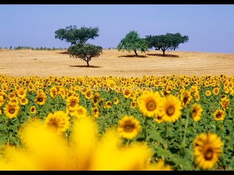 [Doku] Sonne, Siesta und Saudade (4/10) Alentejo – Wo die Langsamkeit zu Hause ist [HD]