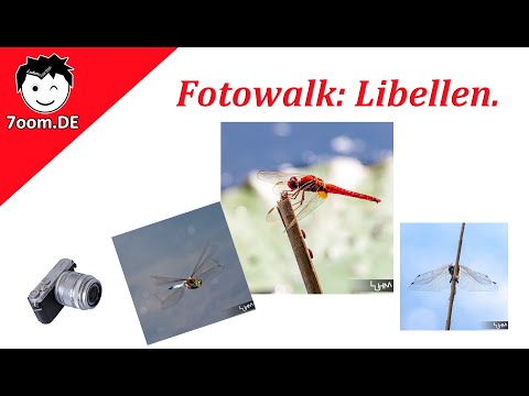 Libellen am Brombeersee 📷 [Fotowalk]