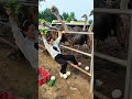 Robbing ostrich, $10000 babies😱