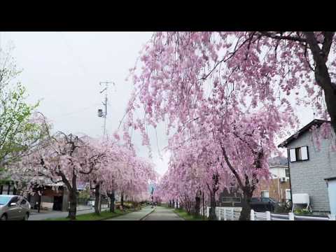 喜多方市 日中線跡しだれ桜